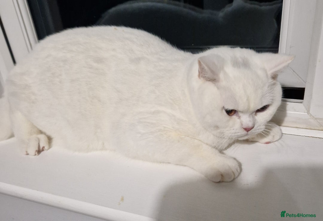 British Shorthair cats for sale: Stunning Pure White GCCF reg British Shorthair - Advert 5