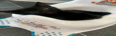 🐾 Black Boy Kitten – Looking for His Forever Home 🐾
