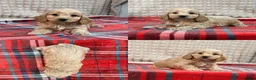 Cockapoo dogs for sale: STUNNING COCKAPOO PUPPIES READY NOW  - Advert 19