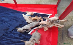 Mixed Breed dogs for sale: Frenchie x chihuahua puppies  - Image 9