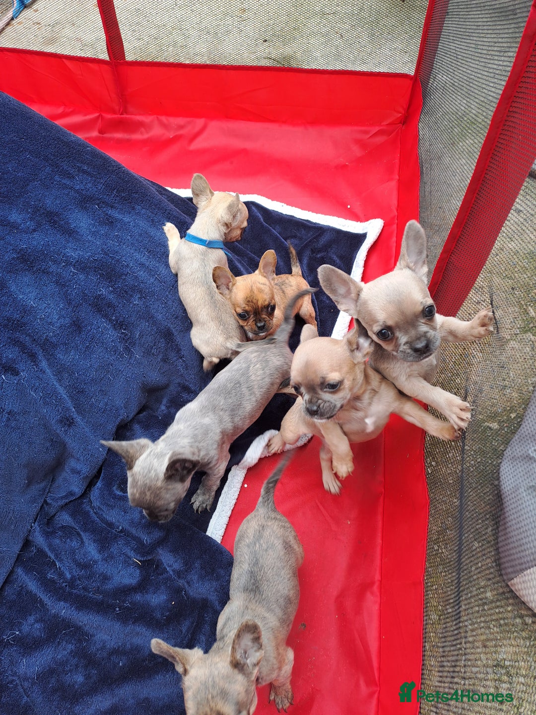 Mixed Breed dogs for sale: Frenchie x chihuahua puppies  - Image 9