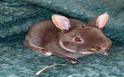 Rex rabbits for sale: Mixed litter of Mini Rex  - Image 13