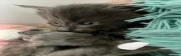 Maine Coon cats for sale: Stunning TICA Russian Maine Coon 1 left! - Advert 3