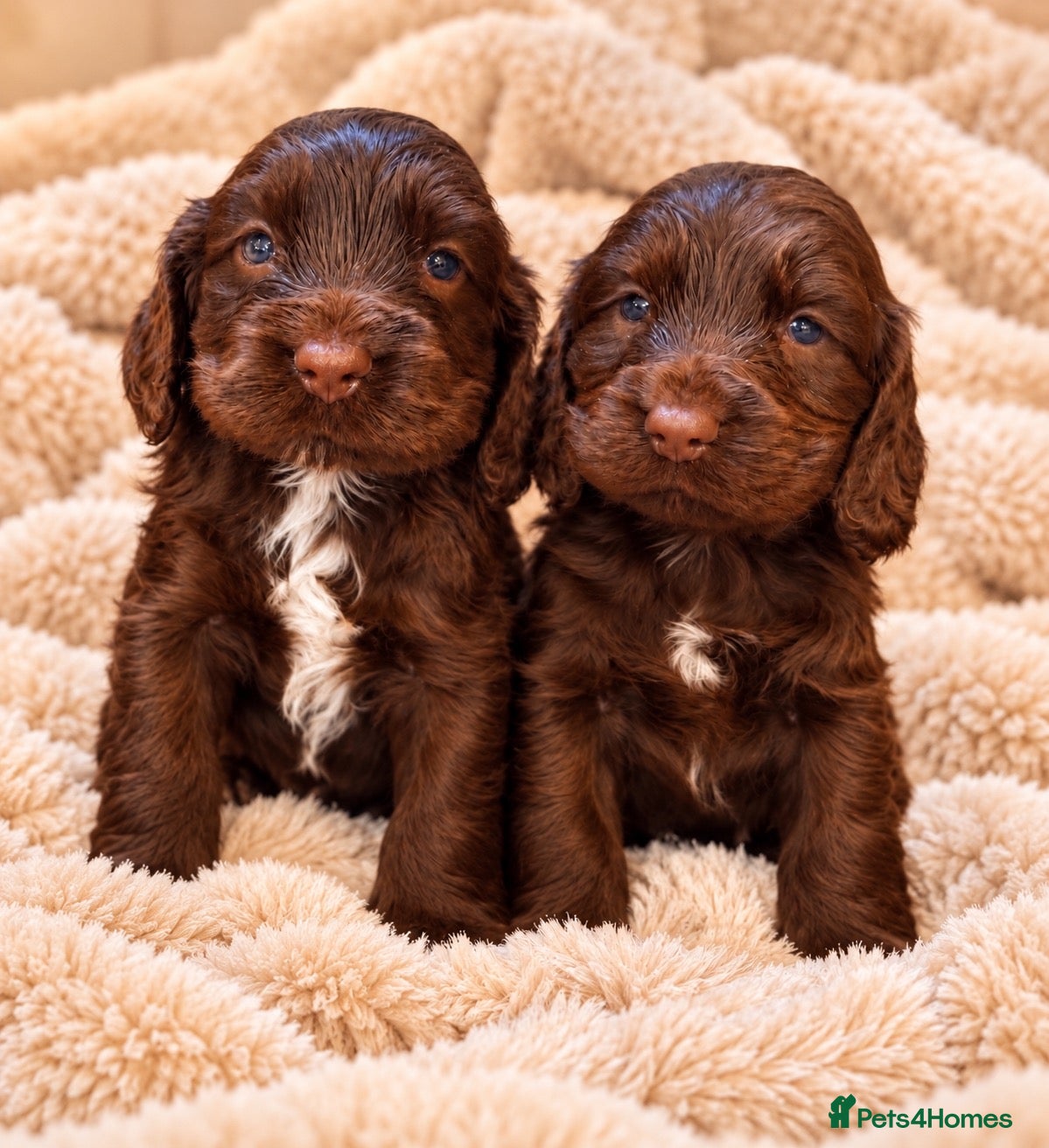 Cocker Spaniel dogs Stunning Show Cocker Spaniels full - Advert 2
