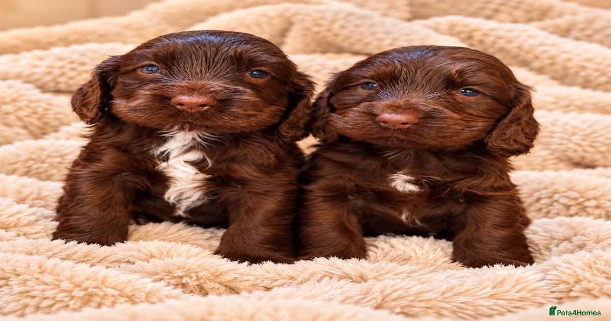 Cocker spaniels Puppies for sale | Pets4Homes