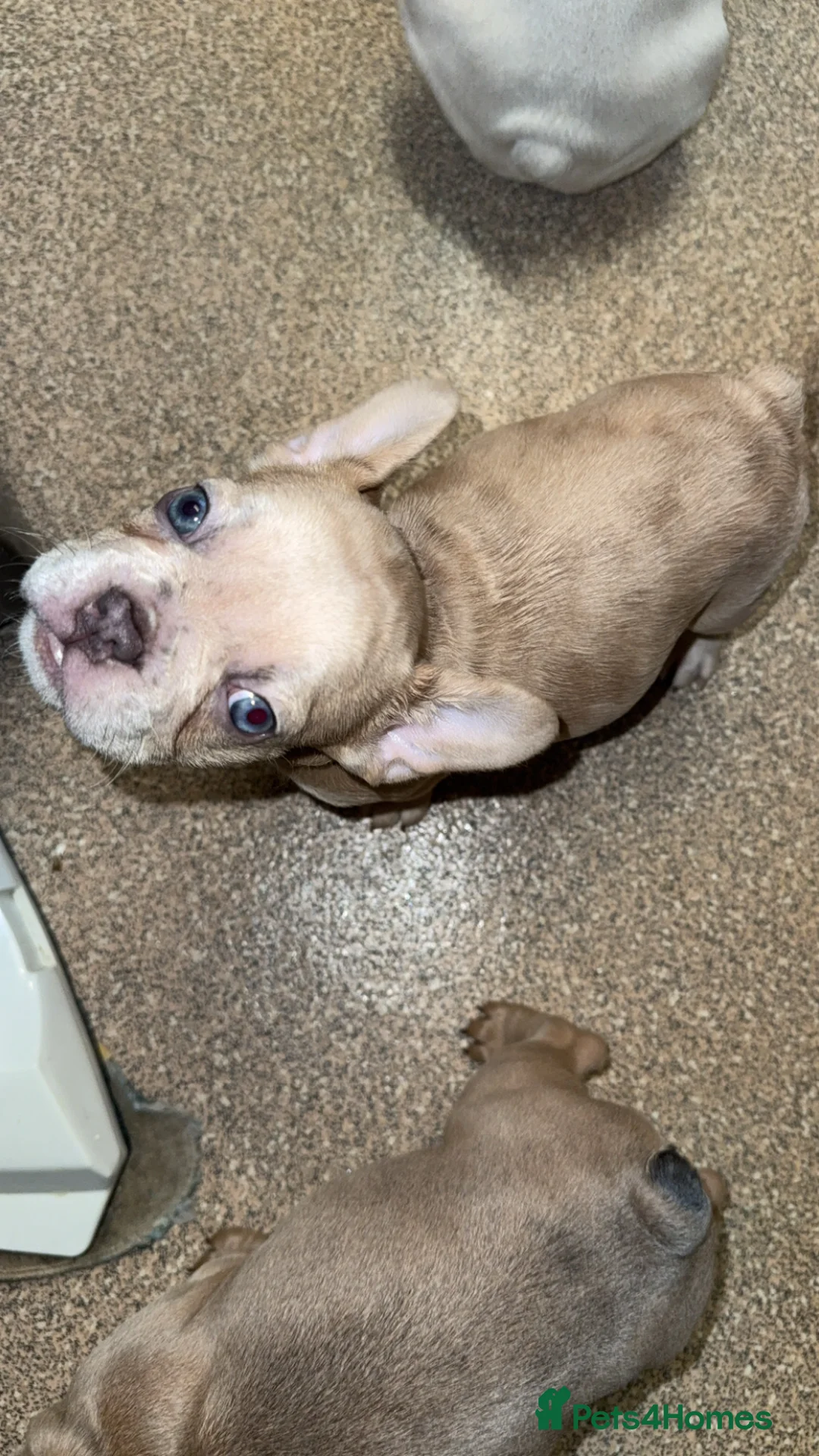 French Bulldog dogs for sale: Vaccine and Micro Chipped French Bulldog Puppies - Advert 32