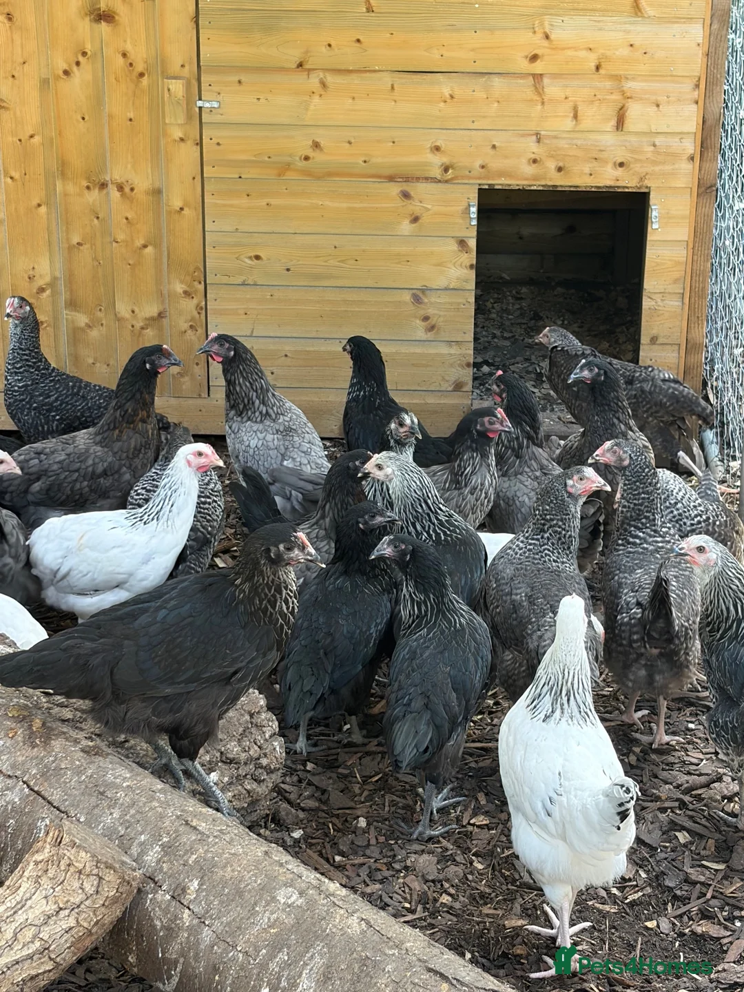 Chickens poultry for sale: Hybrid hens for sale  in Gravesend - Advert 4