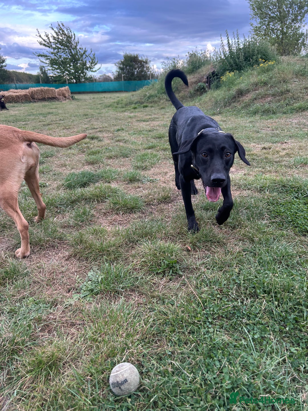 Mixed Breed dogs for sale: 1 year old black female black Labrador mix  - Image 15