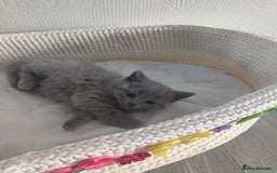 Scottish Fold cats for sale: Scottish fold blue for sale  - Image 8