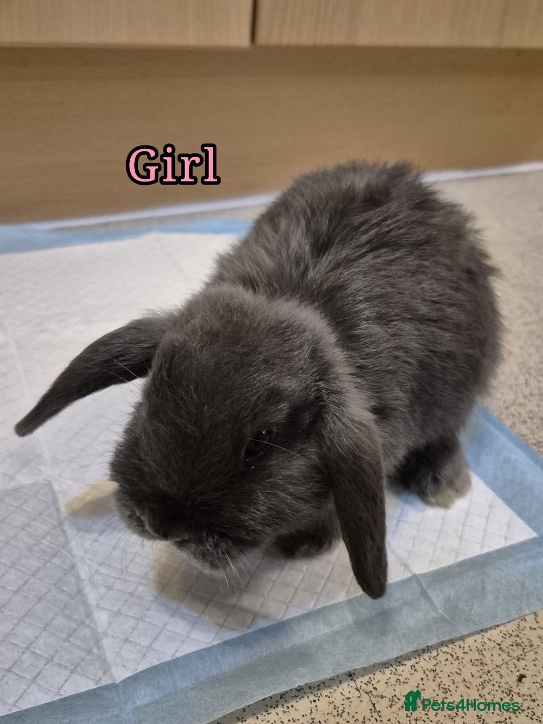 Mini Lop rabbits for sale: Mini Lop rabbits - Advert 3