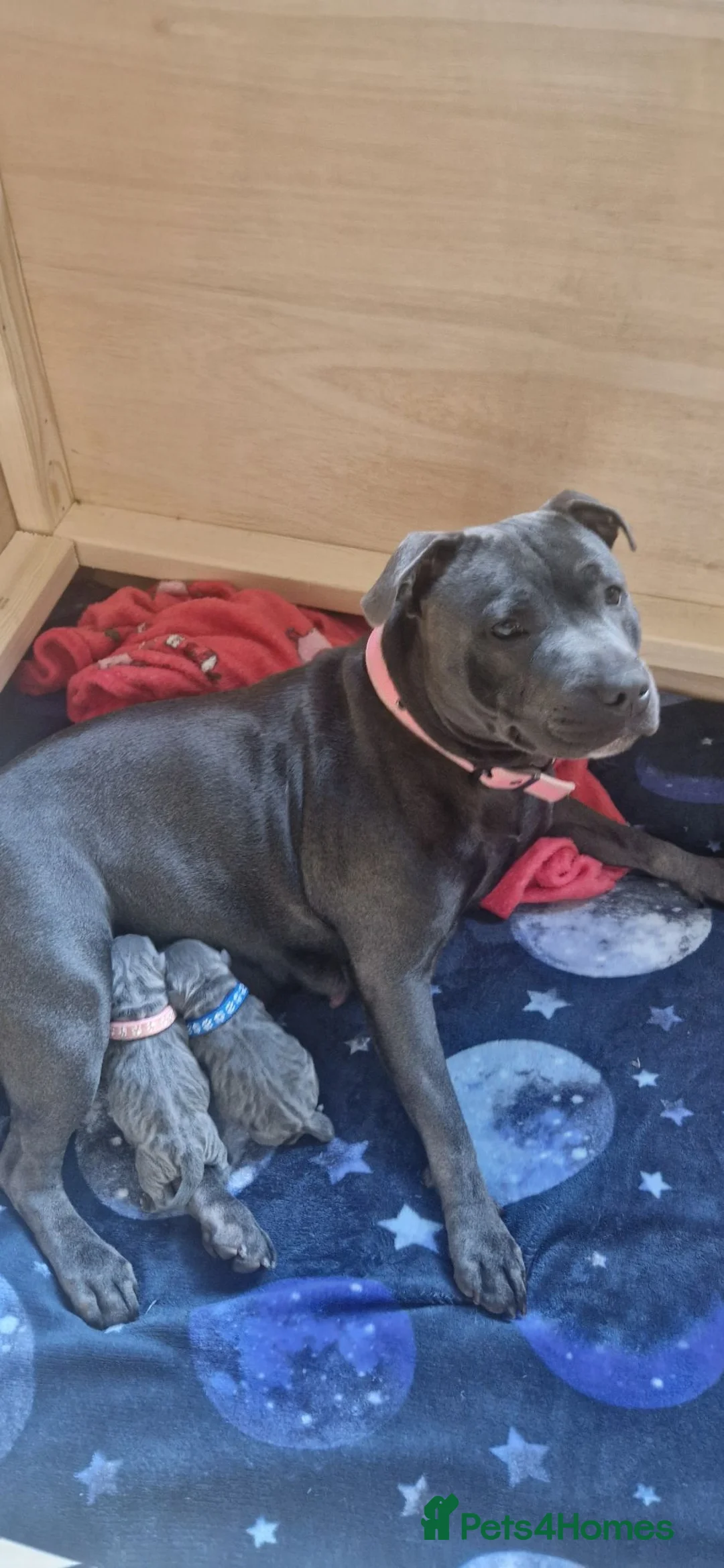Staffordshire Bull Terrier dogs for sale: KC Registered Staffordshire Bull Terrier Pups in Liverpool - Advert 1