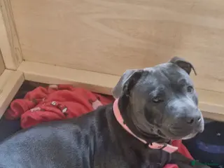 Staffordshire Bull Terrier dogs KC Registered Staffordshire Bull Terrier Pups - Advert 6