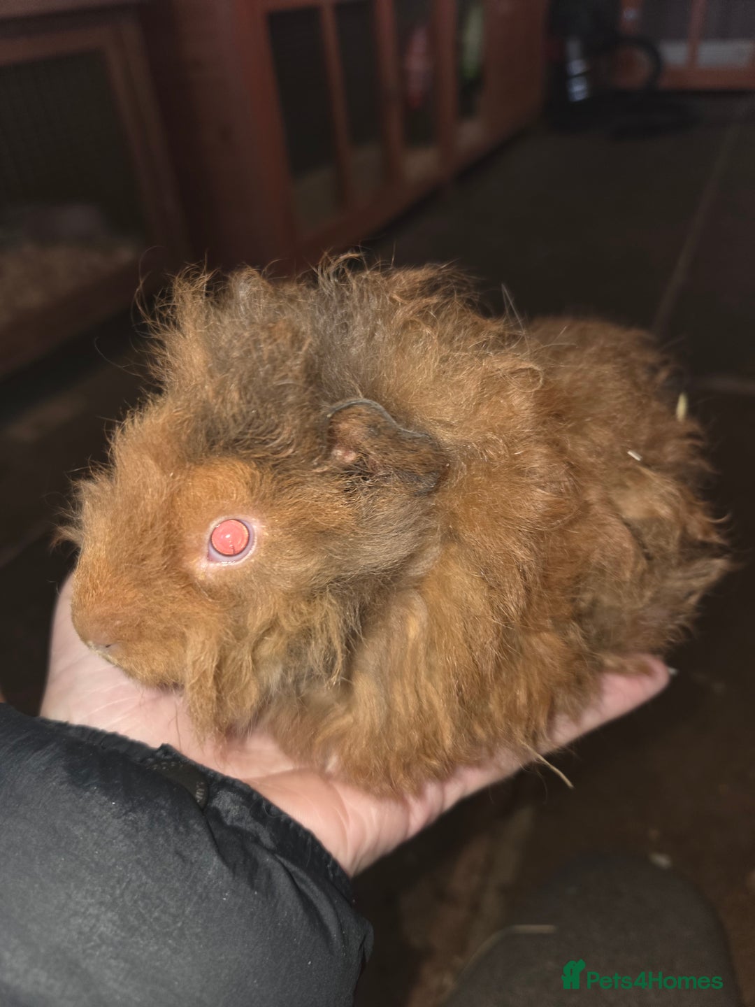 Guinea Pig rodents for sale: Baby guinea pigs - Advert 17
