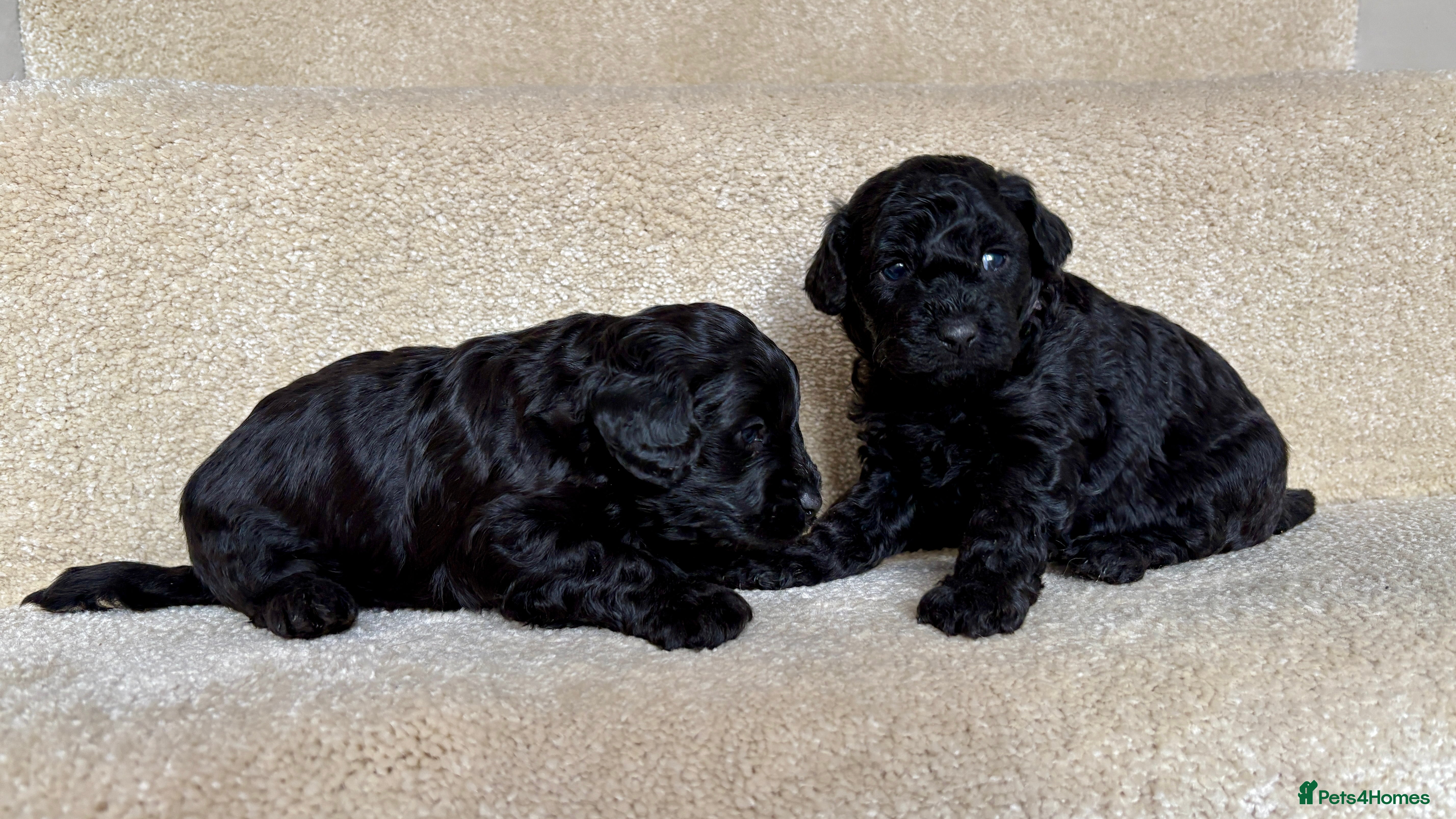 Lhasapoo dogs *****Only 1 girl and 1 little boy left ***** - Advert 2
