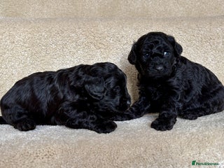 Lhasapoo dogs *****Only 1 girl and 1 little boy left ***** - Advert 2