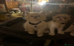 Ragdoll cats for sale: Full Ragdoll Kittens - Image 4