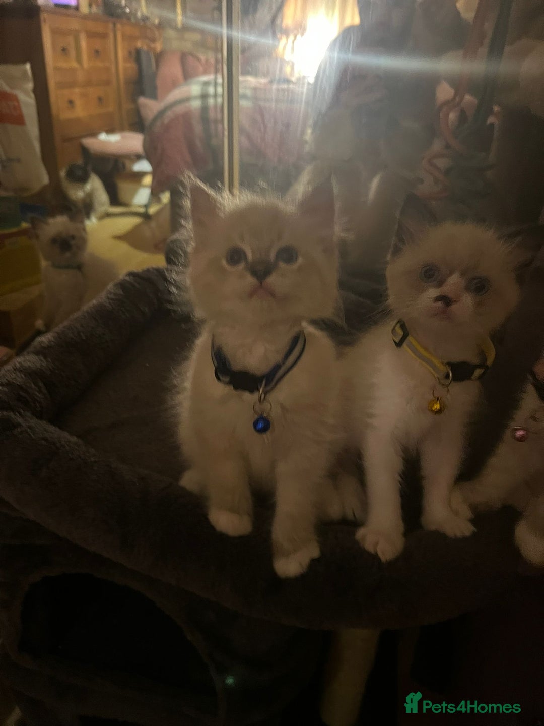 Ragdoll cats for sale: Full Ragdoll Kittens - Image 4