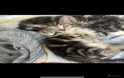 Mixed Breed cats for sale: Gorgeous Bengal Markings! READY NOW! - Image 6