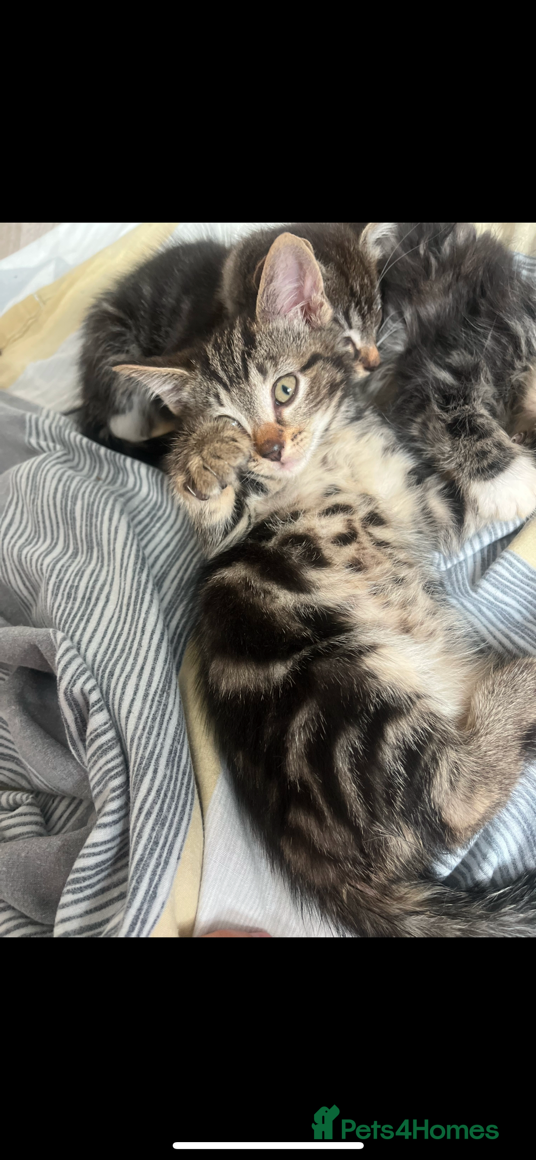 Mixed Breed cats for sale: Gorgeous Bengal Markings! READY NOW! - Image 6