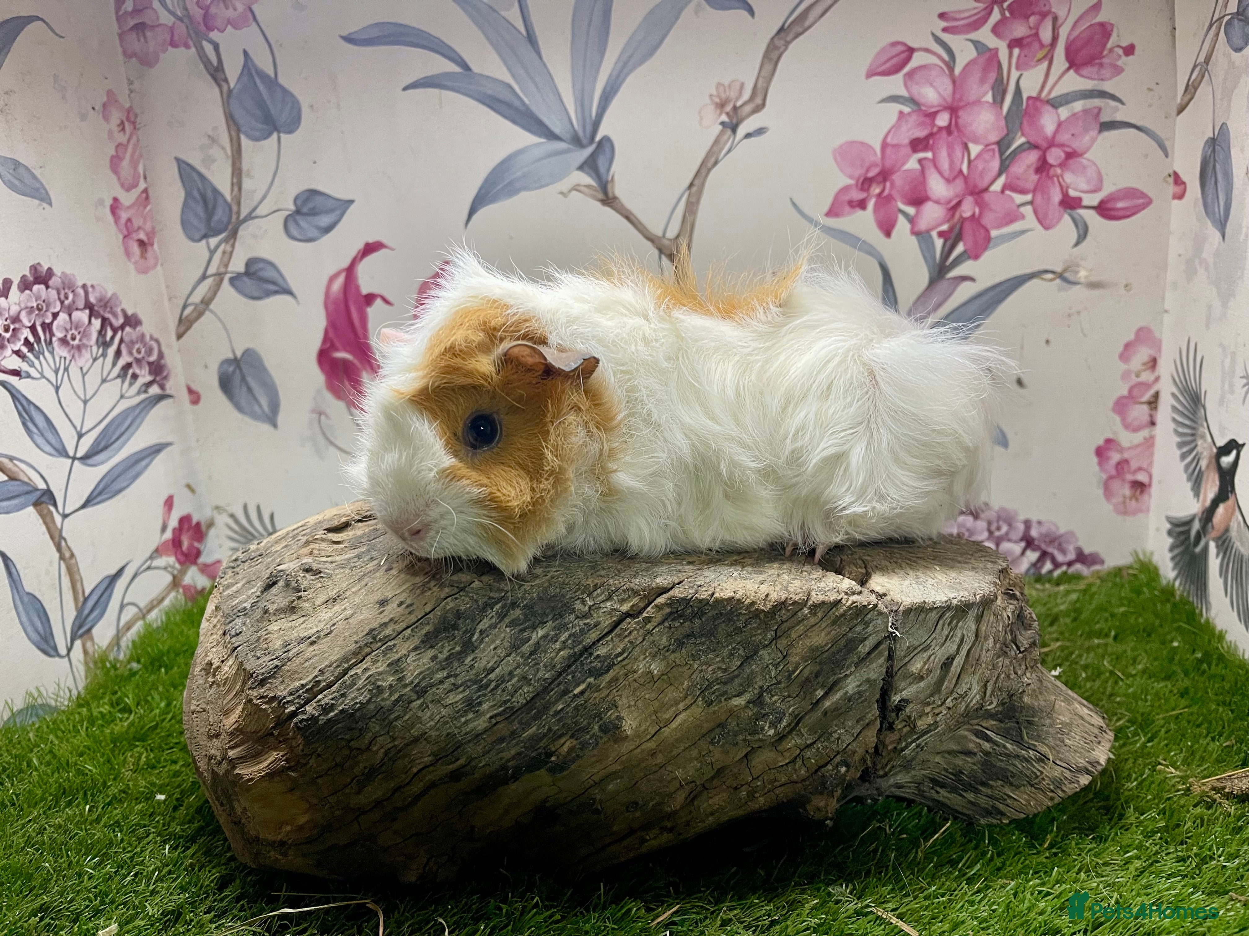 Guinea Pig rodents Male guinea pigs  - Advert 15