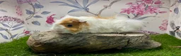 Guinea Pig rodents for sale: Male guinea pigs  - Advert 1