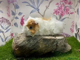 Guinea Pig rodents Male guinea pigs - Advert 20