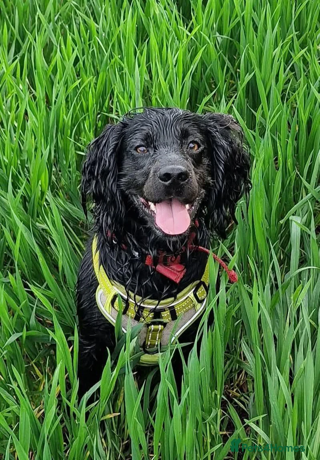 Cocker Spaniel dogs for stud: KC REGISTERED WORKING COCKER SPANIEL FOR STUD in Whitchurch - Advert 1