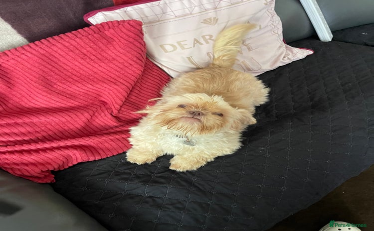 Shih Tzu dogs in Nottingham - Advert 10