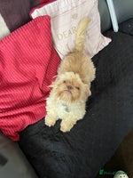 Shih Tzu dogs in Nottingham - Advert 3