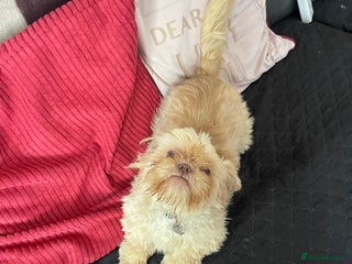 Shih Tzu dogs in Nottingham - Advert 1