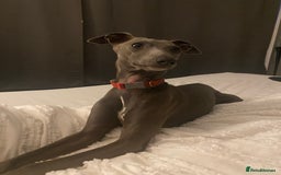 Italian Greyhound dogs for sale: ItalianGreyhound Puppies Ready4Their Forever Homes - Image 21
