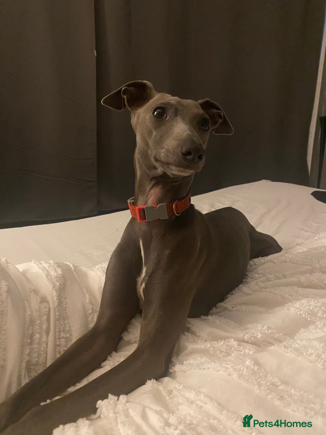 Italian Greyhound dogs for sale: ItalianGreyhound Puppies Ready4Their Forever Homes - Image 21