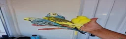 Budgerigars birds for sale: Super silly hand tamed baby budgies  - Advert 22