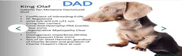 Dachshund dogs for sale: KC miniature smooth haired DNA tested dachshunds  in Weston-super-Mare - Advert 4