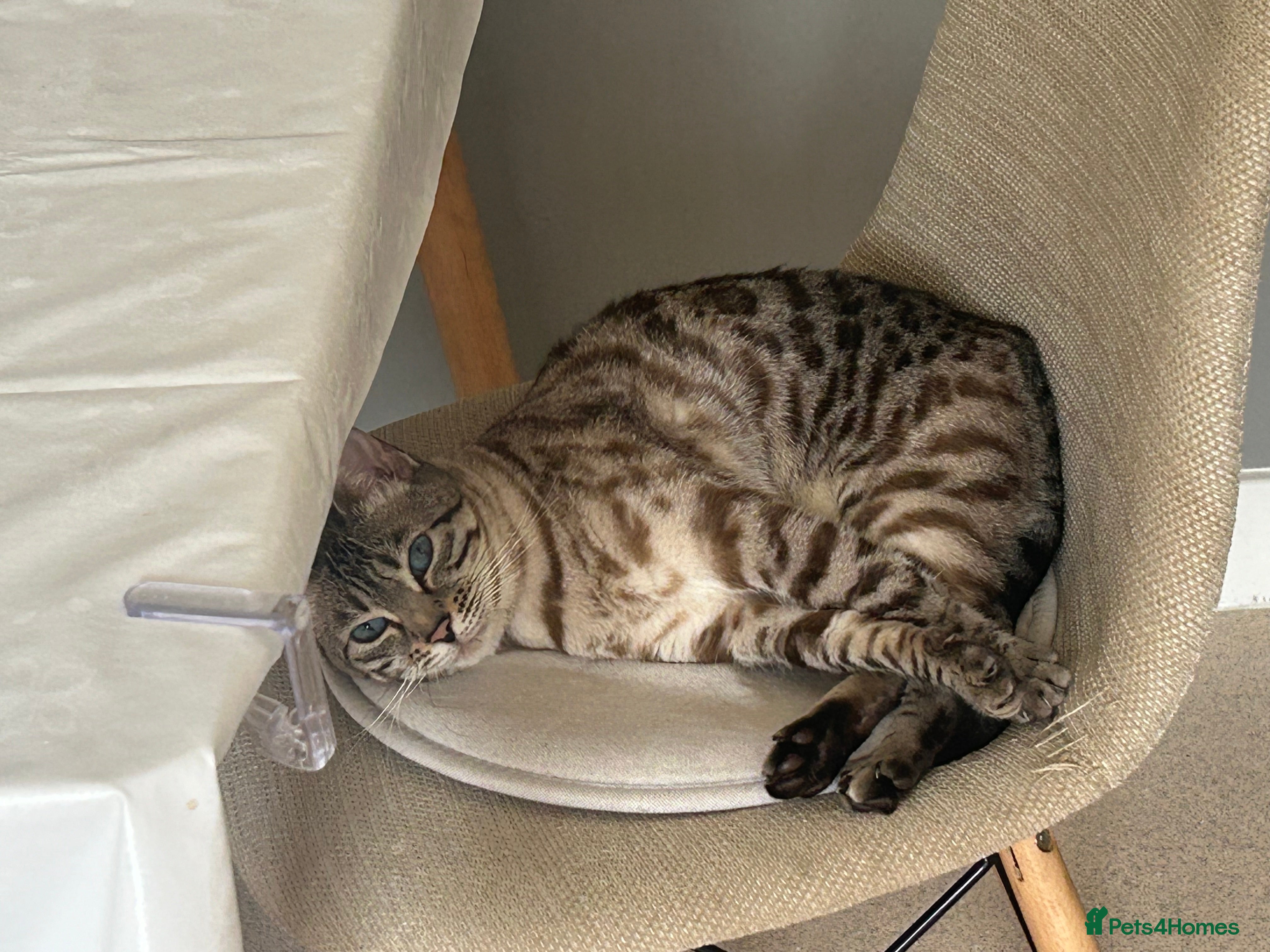 Bengal cats Beautiful 5y.o. Female BengalLooking for home - Advert 3