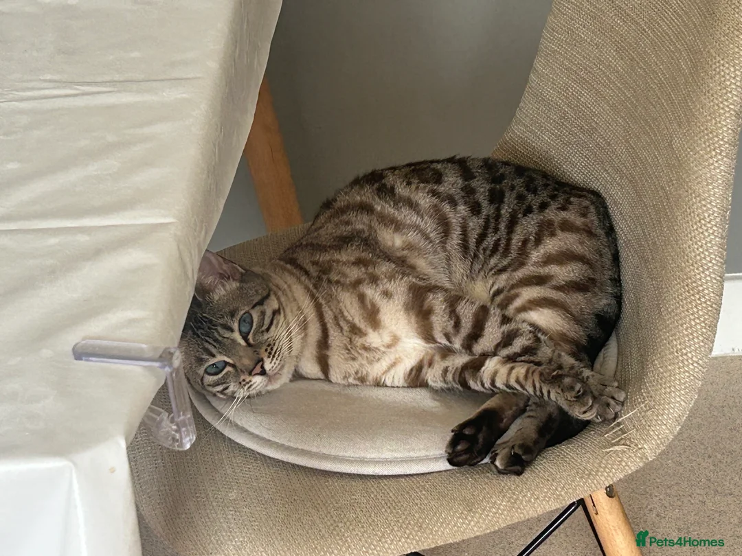 Bengal cats for sale: Beautiful 5y.o. Female BengalLooking for home - Advert 1