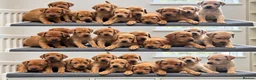 Labrador Retriever dogs for sale: 10 adorable fox red Labrador puppies  - Advert 5