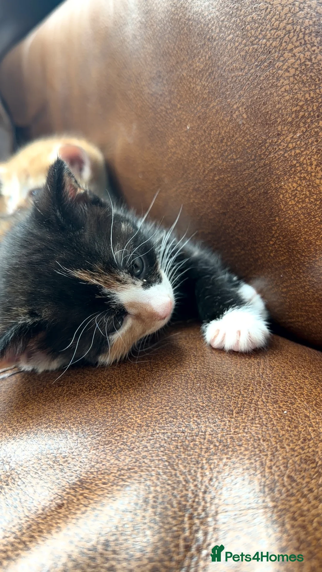 Mixed Breed cats for sale: Adorable kittens for sale in Newport - Advert 8