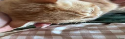 British Shorthair cats for sale: REDUCED GCCF Reg. BSH Kittens Golden & Red READY🌟 - Advert 4