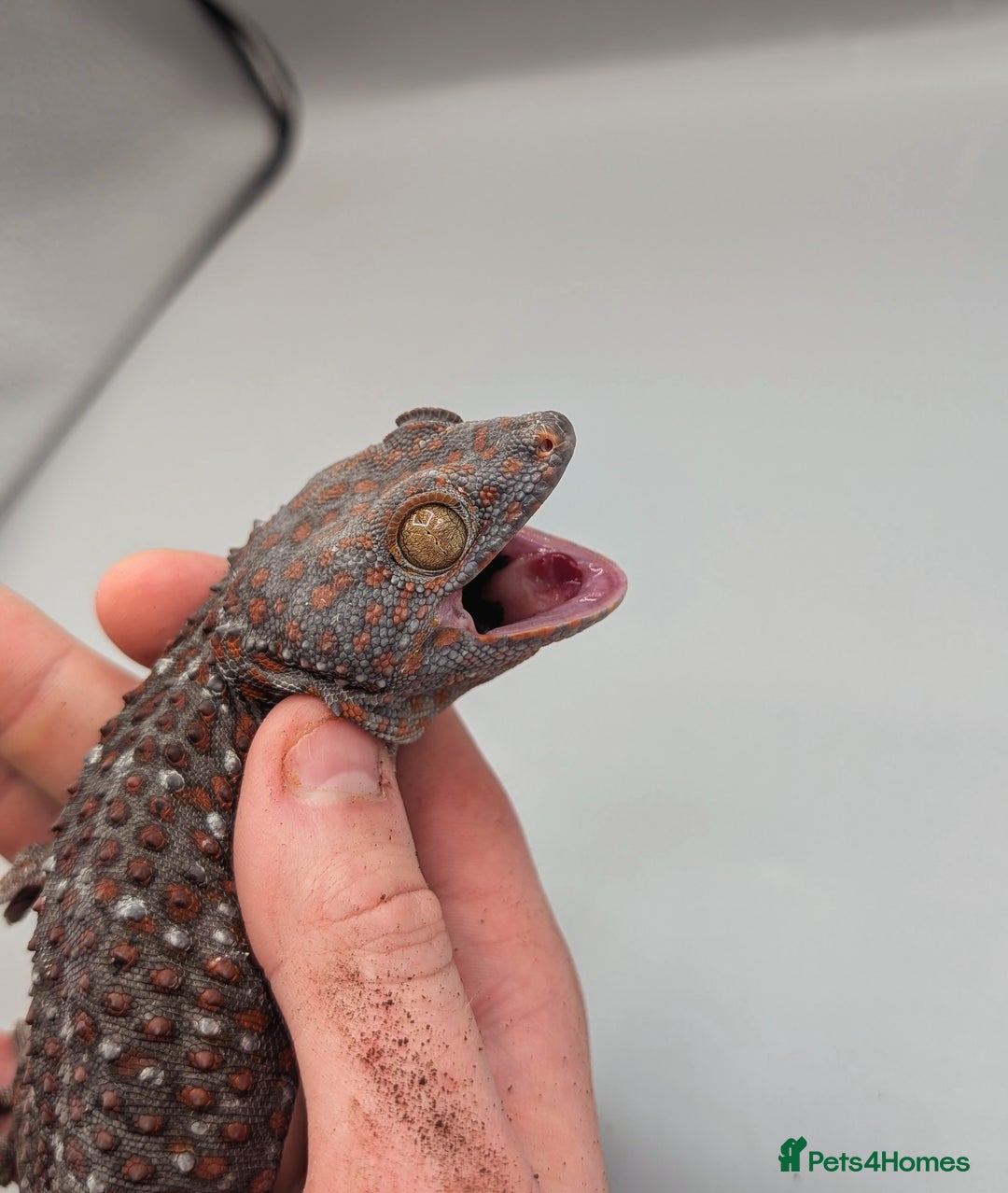 Gecko reptiles for sale: Male Tokay Gecko Proven  - Advert 3