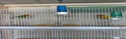 Lovebirds birds for sale: 2 young lutino opaline love bird chicks  - Advert 3