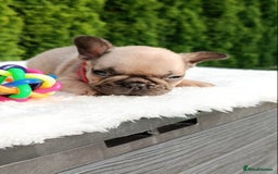 French Bulldog dogs for sale: ❤️ 🐶 beautiful French bulldog puppies ❤️🐶 - Image 22