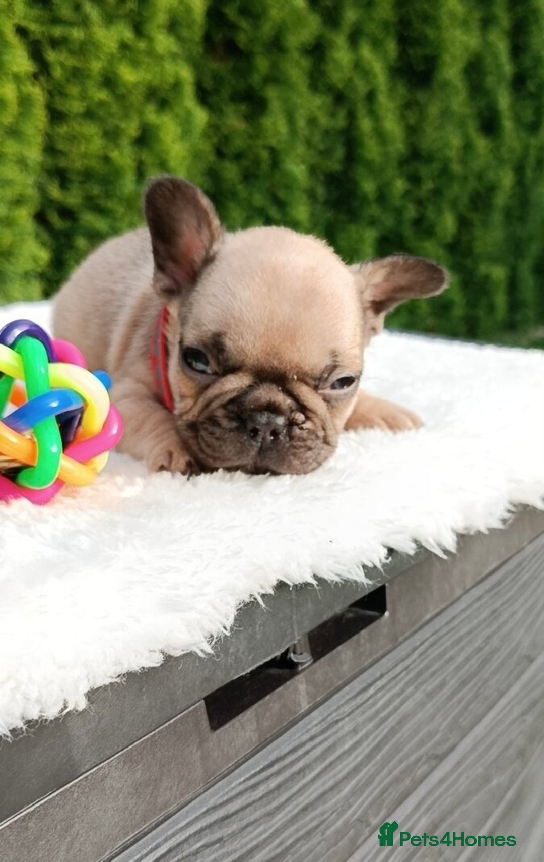 French Bulldog dogs for sale: ❤️ 🐶 beautiful French bulldog puppies ❤️🐶 - Image 22