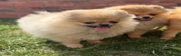 Pomeranian dogs for sale: Teddy face Pomeranians  - Advert 13