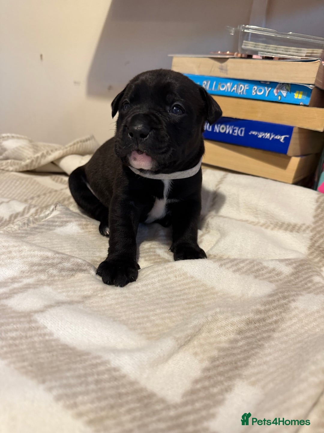 Mixed Breed dogs for sale: Staffie cross American bulldog chunky puppy’s  - Image 15