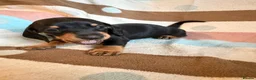 Dachshund dogs for sale: 🐾💕GORGEOUS DACHSHUND PUPPIES🐾💕 - Advert 5