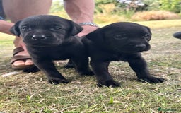 Labrador Retriever dogs for sale: Litter of Labrador Retrievers in Northallerton - Image 5