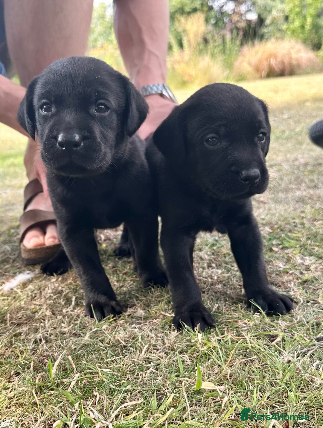 Labrador Retriever dogs for sale: Litter of Labrador Retrievers in Northallerton - Image 5