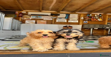Cockapoo dogs - Advert 14