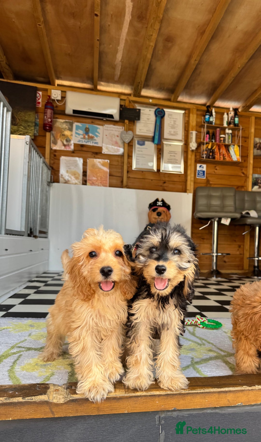 Cockapoo dogs for sale: F1 pra clear Cockapoos (council licensed breeder) - Image 2